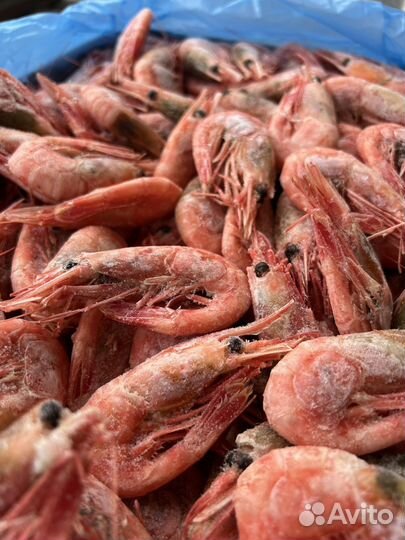 Креветка северная 70+