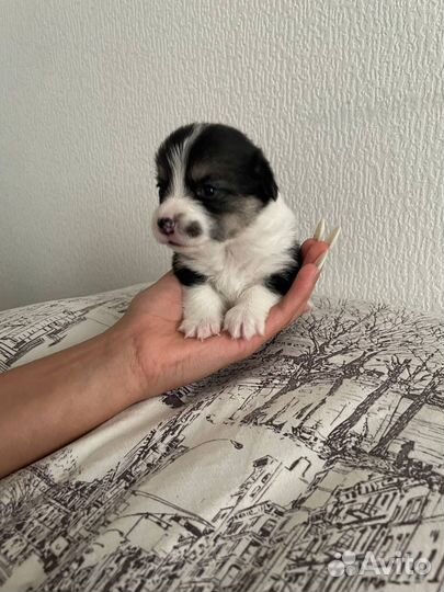 Чистокровные щенки Вельш Корги Пемброк