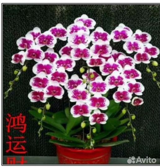 Орхидея фаленопсис Фортуна 3,5 с цветоносом