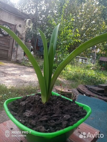 Гиппиаструм