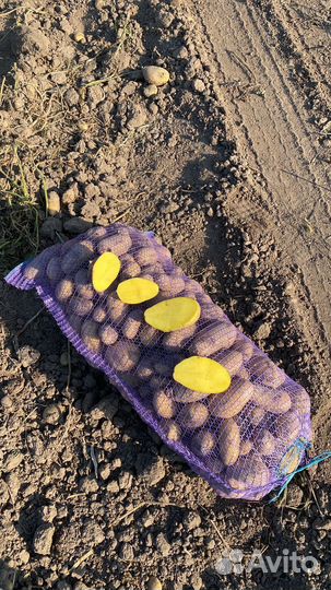 Доставка картофеля