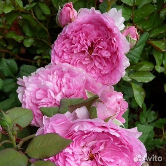 Роза шраб Элоди Госсини