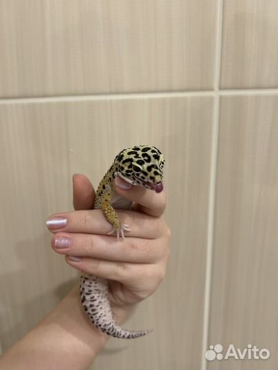 Ящерица эублефар