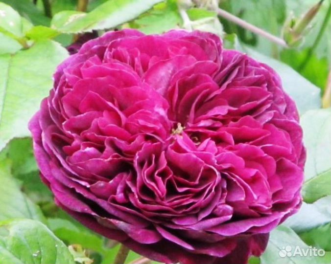 Саженцы роз