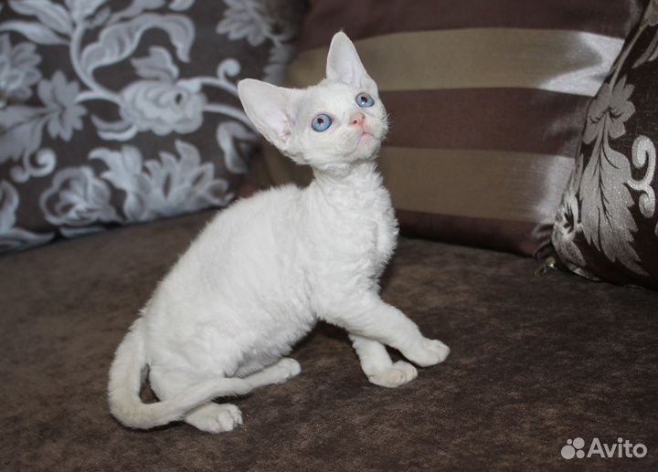 Котята девонята- счастье в доме