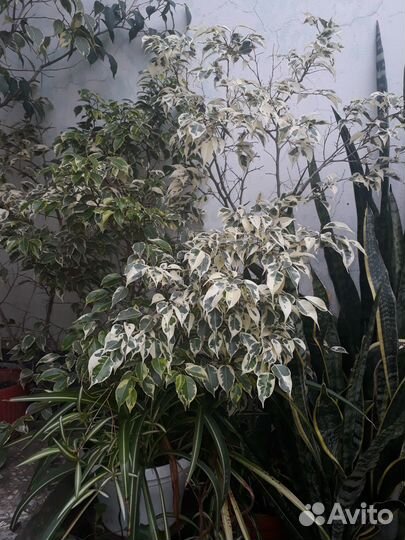 Фикус (Бенджамина)