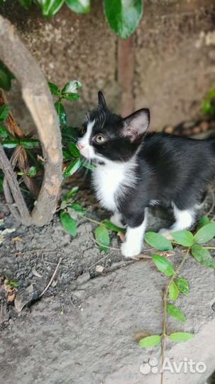 Котенок бесплатно