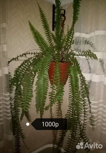 Цветы комнатные