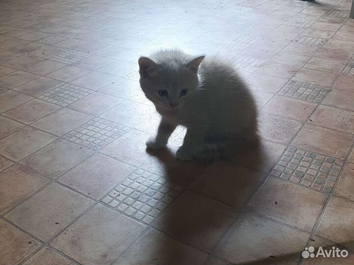 Котенок персиковый