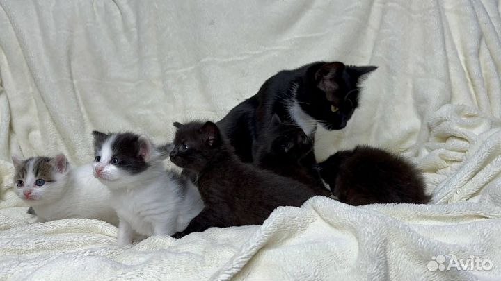 Котята в добрые руки