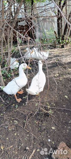 Утки живым весом на мясо или жизнь