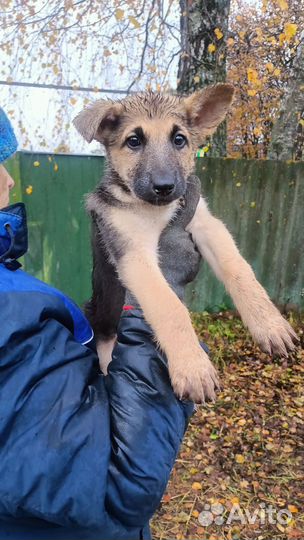 Щенок девочка