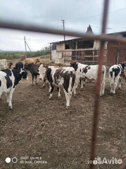 Бычки и тёлочки