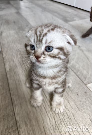 Продам британских котят