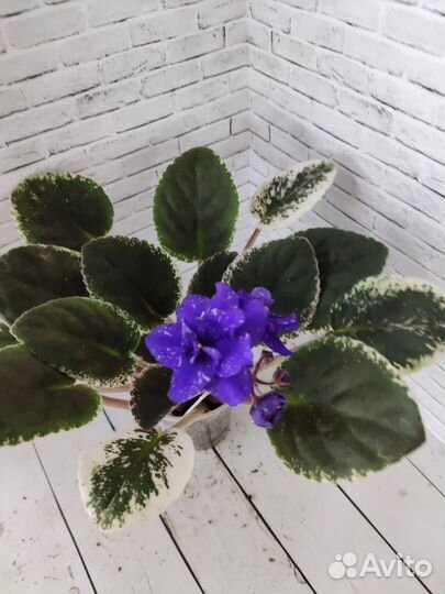 Цветущие фиалки