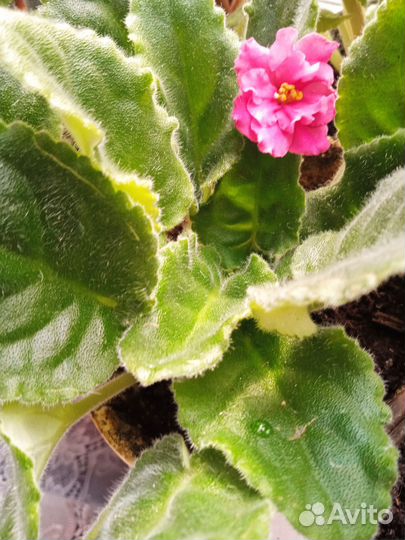 Фиалки разного цвета