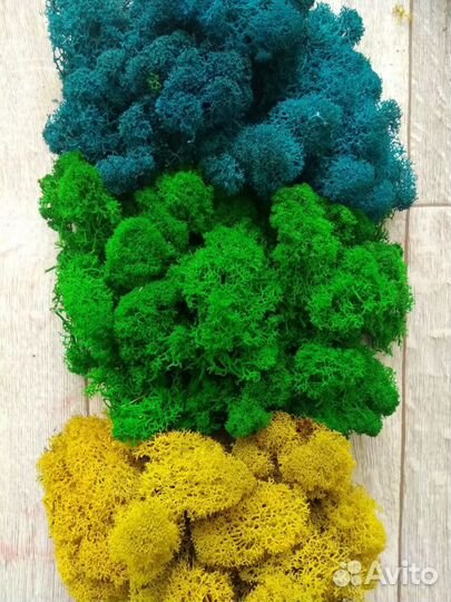 Мох ягель стабилизированный 1кг