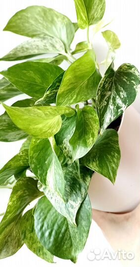 Сциндапсус и Эпипремнум редкие 9 сортов