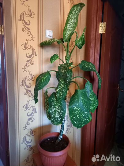 Диффенбахия