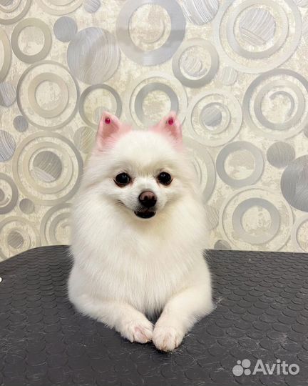 Стрижка собак. Груминг