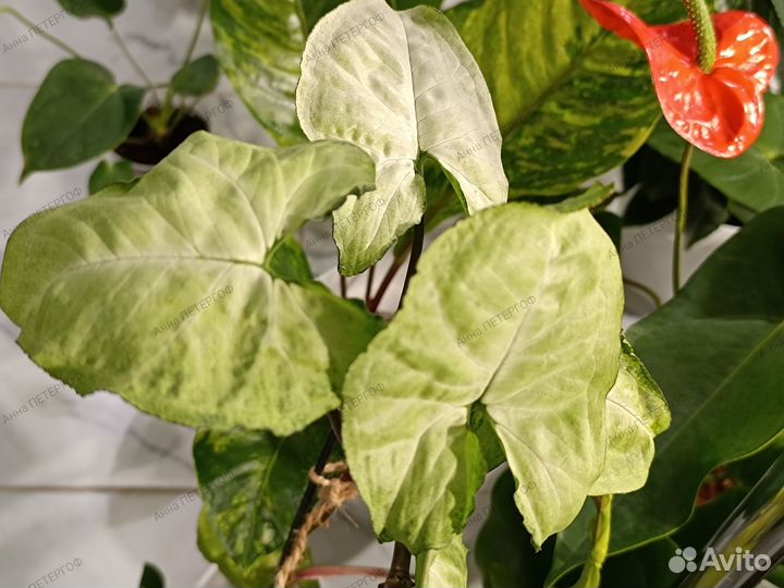 Комнатные разные