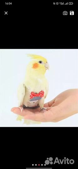 Подгузник для попугая