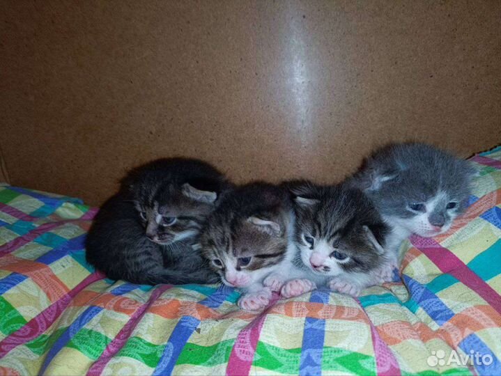 Отдам котят в добрые руки
