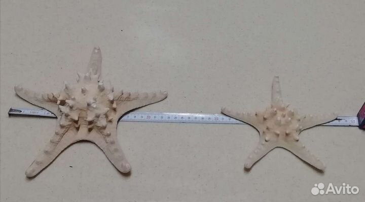 Морские раковины