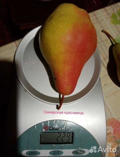 Саженцы яблони и груши