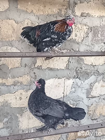 Карликовые курочки и петушки