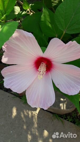 Гибискус травянистый садовый