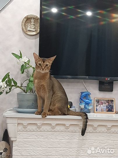 Продам кота