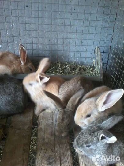Крольчата
