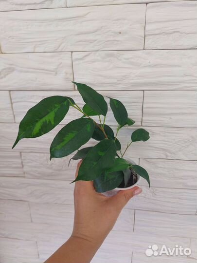 Сортовые фикусы