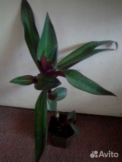 Рео «ладья Моисея» комнатный цветок
