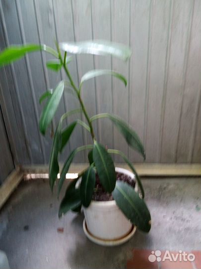 Фикус высота 70 см в пластмассовом горшке