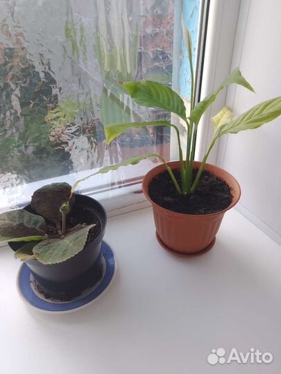 Комнатные цветы