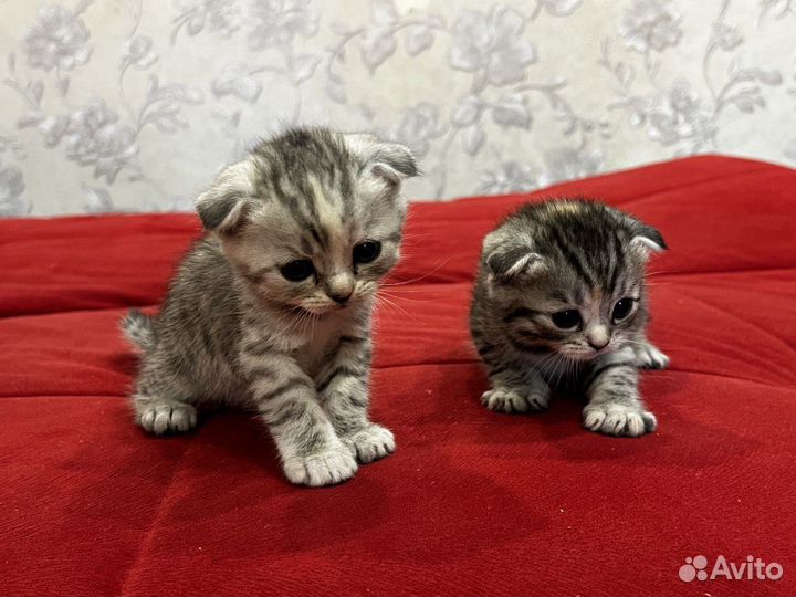 Шотландские вислоухие