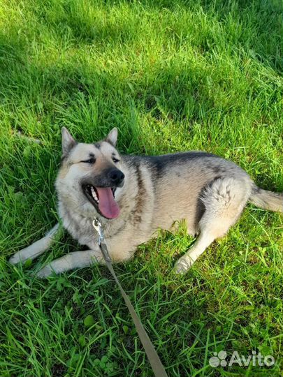 Собака в добрые руки отдам бесплатно