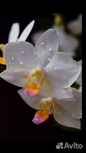 Хатуюки редкий сорт