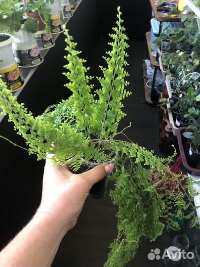 Папоротник