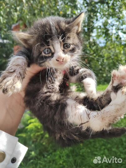 Котята