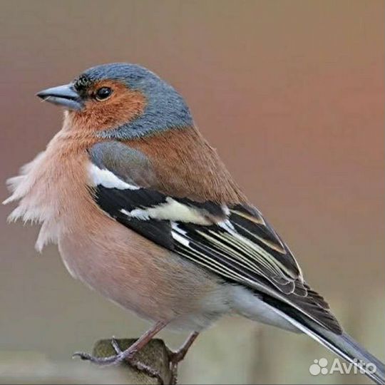 Певчие птицы