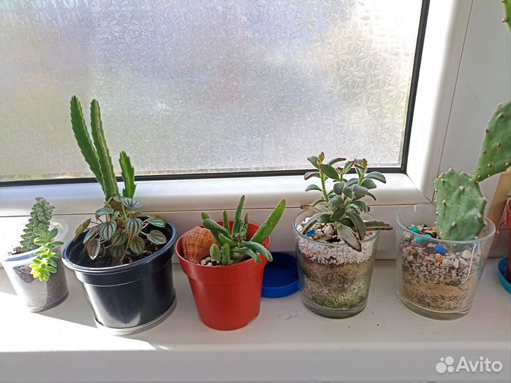 Растения суккулентов