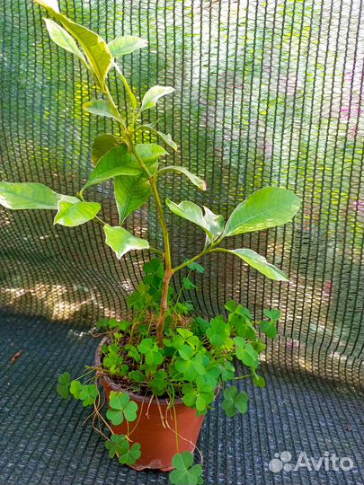 Саженцы цитрусовых