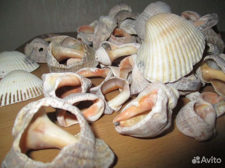 Морские ракушки раковины