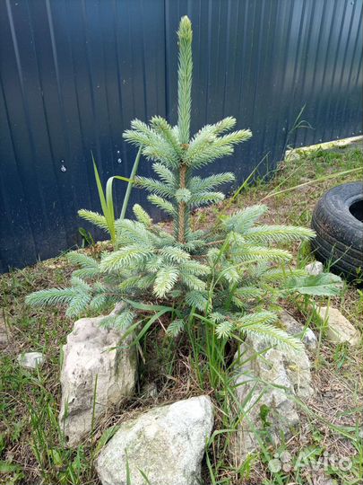 Голубые ели