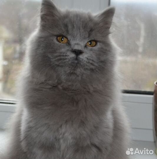 Отдам в добрые руки