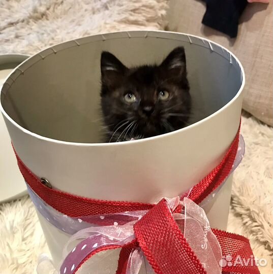 Котенок в добрые руки