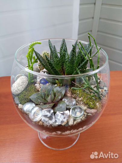 Композиция из суккулентов, флорариум